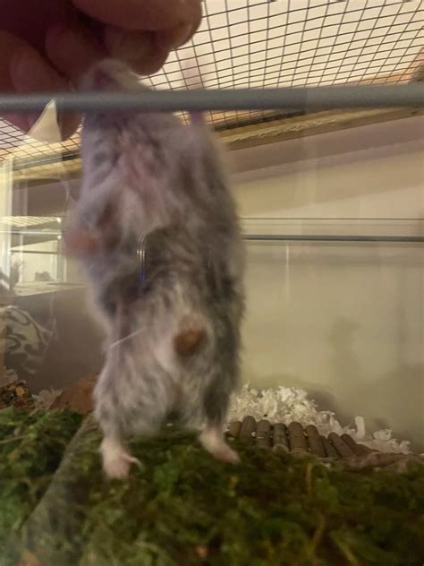 hamster videos|Red Spot on Dwarf Hamsters Stomach